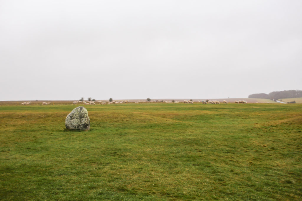 Sheep helping to restore the grasslands around Stonehenge